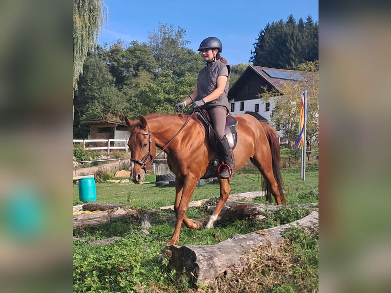 Quarter Pony Castrone 3 Anni 152 cm Sauro in Bayerbach