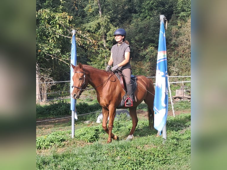Quarter Pony Castrone 3 Anni 152 cm Sauro in Bayerbach
