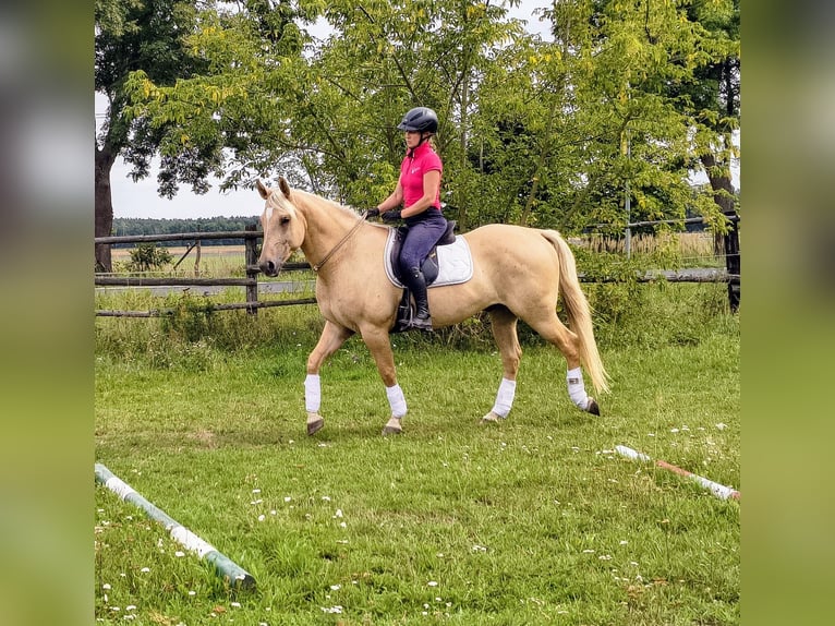 Quarter Pony Castrone 3 Anni 155 cm Palomino in Leszno Dolne