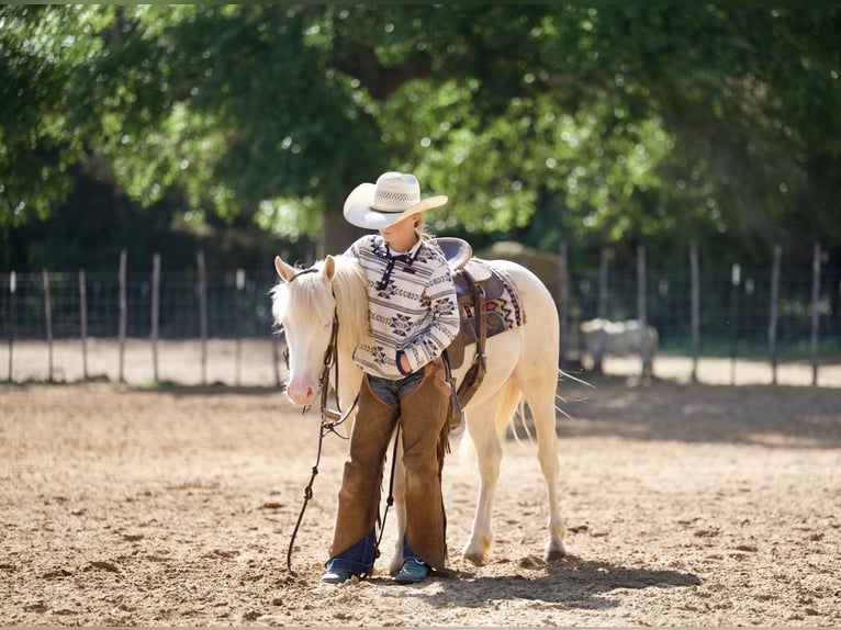 Quarter Pony Castrone 4 Anni 122 cm Cremello in Bloomburg