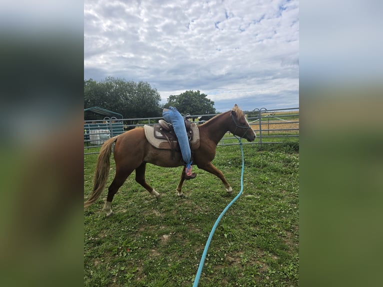 Quarter Pony Castrone 4 Anni 136 cm Rabicano in Rettert