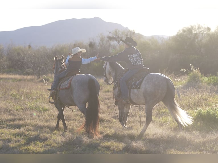 Quarter Pony Castrone 4 Anni 140 cm Roano blu in Aguila