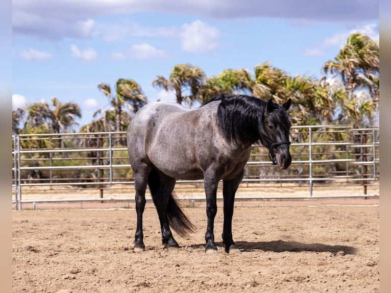 Quarter Pony Castrone 4 Anni 140 cm Roano blu in Aguila