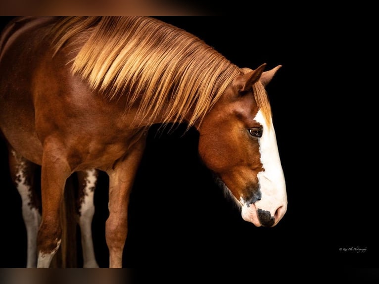 Quarter Pony Castrone 4 Anni 140 cm Sauro ciliegia in Purdy, MO