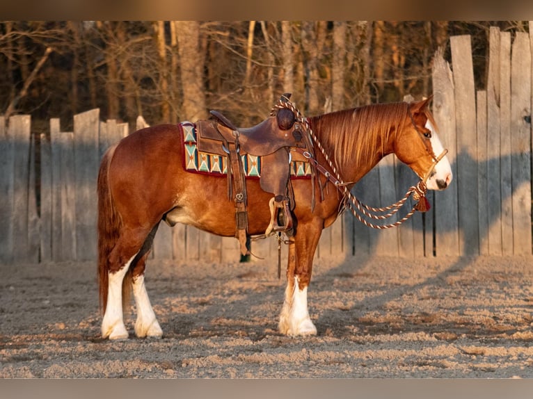 Quarter Pony Castrone 4 Anni 140 cm Sauro ciliegia in Purdy, MO
