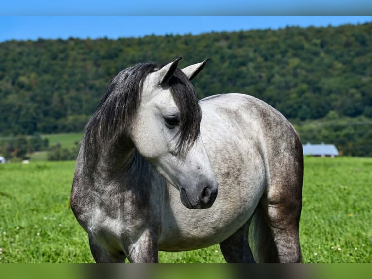 Quarter Pony Castrone 4 Anni 142 cm Grigio pezzato in Rebersburg