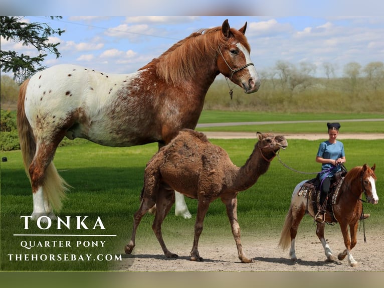 Quarter Pony Castrone 4 Anni 142 cm Sauro ciliegia in Shipshewana, IN