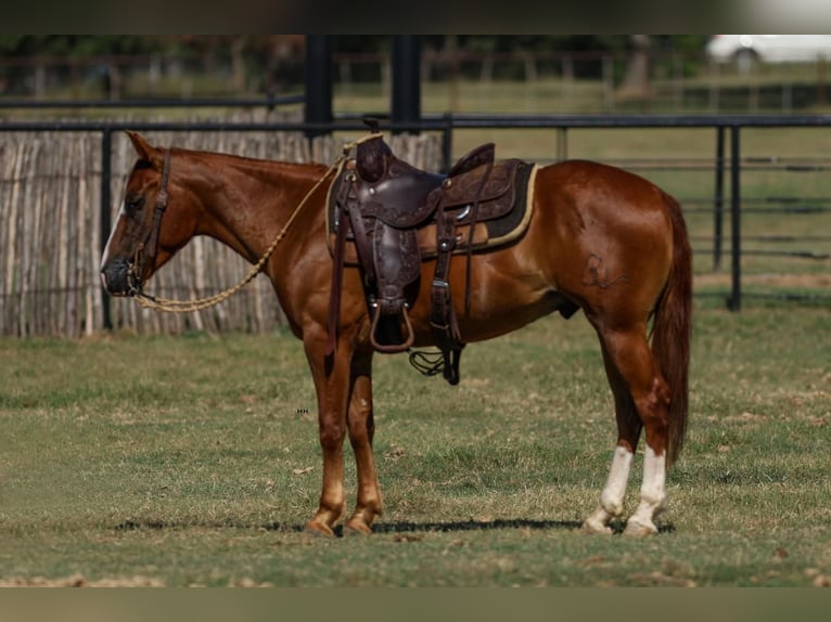 Quarter Pony Castrone 4 Anni 142 cm Sauro ciliegia in Joshua, TX