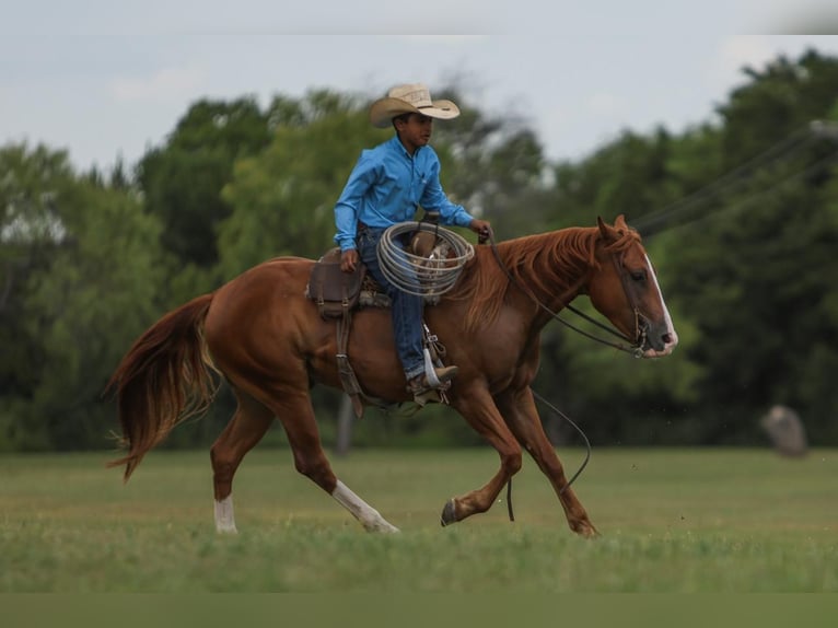 Quarter Pony Castrone 4 Anni 142 cm Sauro ciliegia in Joshua, TX