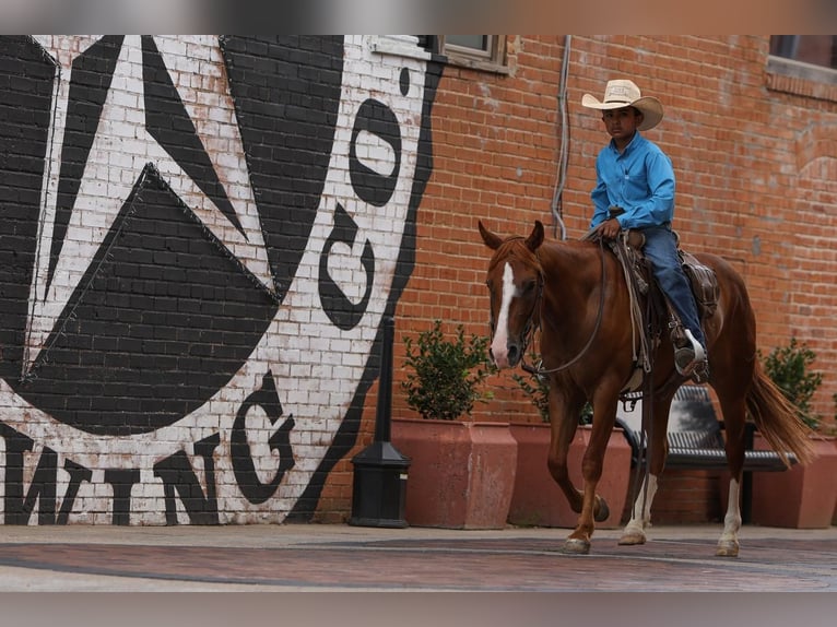 Quarter Pony Castrone 4 Anni 142 cm Sauro ciliegia in Joshua, TX