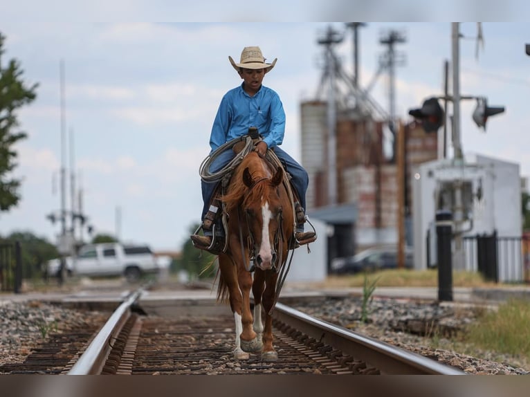 Quarter Pony Castrone 4 Anni 142 cm Sauro ciliegia in Joshua, TX