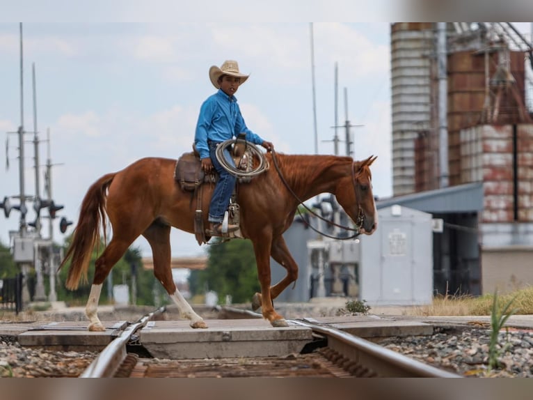 Quarter Pony Castrone 4 Anni 142 cm Sauro ciliegia in Joshua, TX