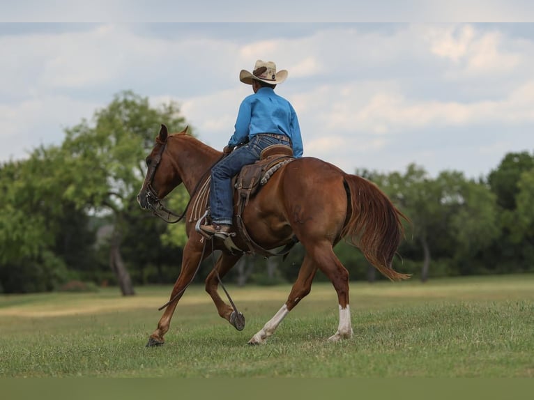 Quarter Pony Castrone 4 Anni 142 cm Sauro ciliegia in Joshua, TX