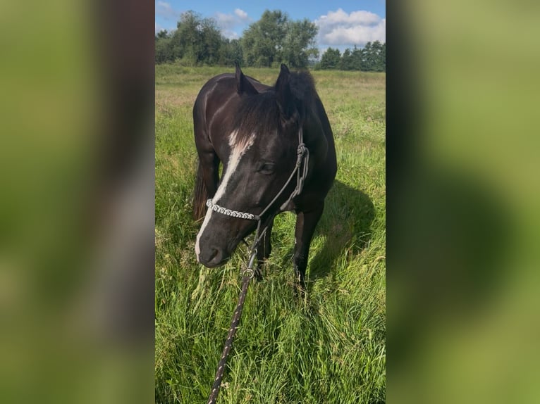 Quarter Pony Mix Castrone 4 Anni 144 cm Morello in Bad Salzdetfurth