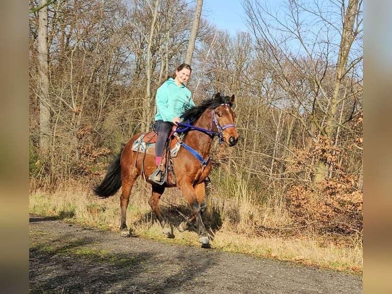 Quarter Pony Castrone 4 Anni 146 cm Baio in Linkenbach