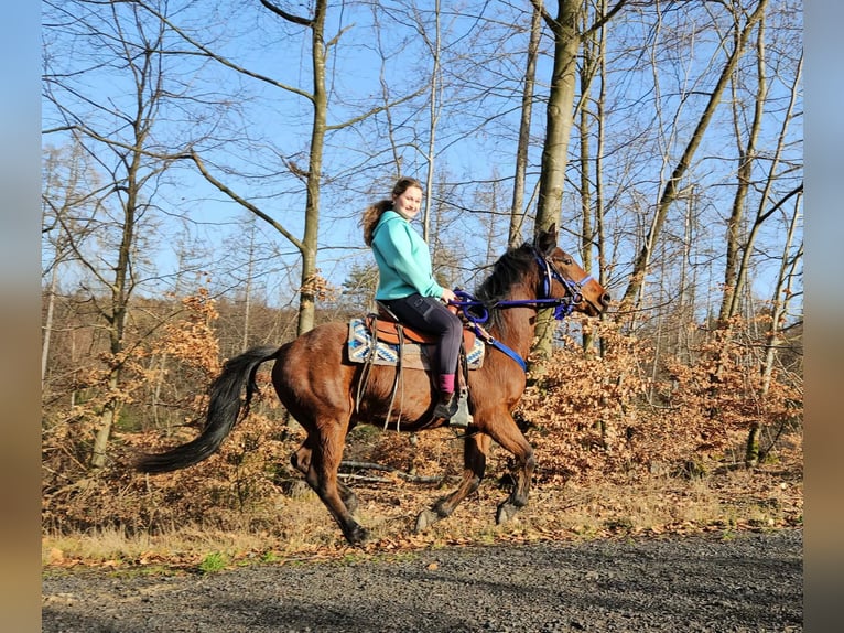 Quarter Pony Castrone 4 Anni 146 cm Baio in Linkenbach