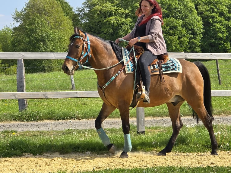 Quarter Pony Mix Castrone 4 Anni 152 cm Baio in Linkenbach