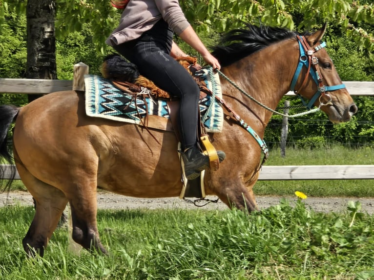 Quarter Pony Mix Castrone 4 Anni 152 cm Baio in Linkenbach