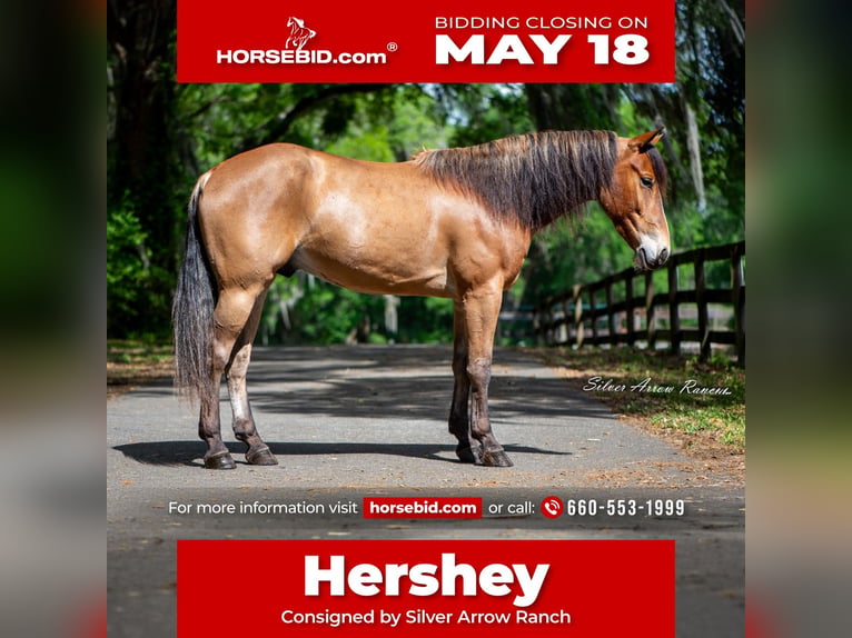 Quarter Pony Castrone 4 Anni Baio ciliegia in Ocala