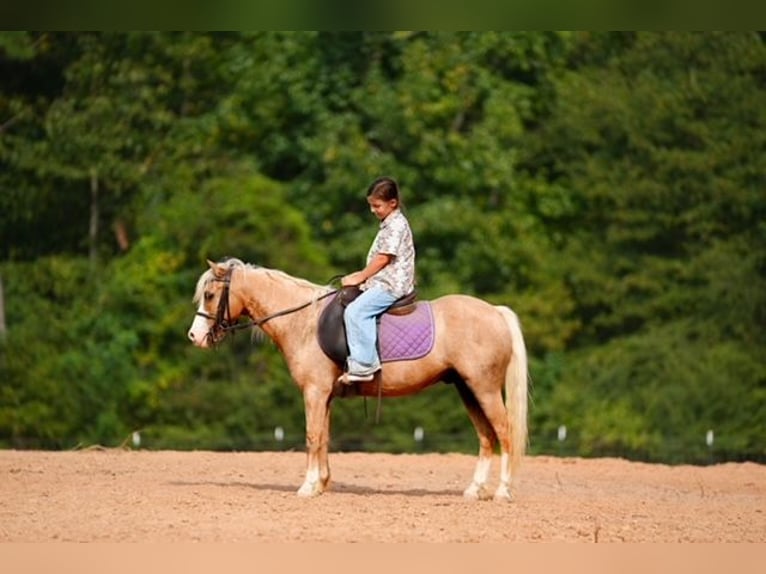 Quarter Pony Castrone 4 Anni Palomino in Bloomburg
