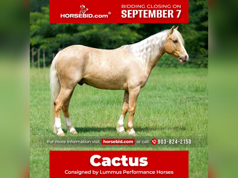 Quarter Pony Castrone 4 Anni Palomino in Bloomburg