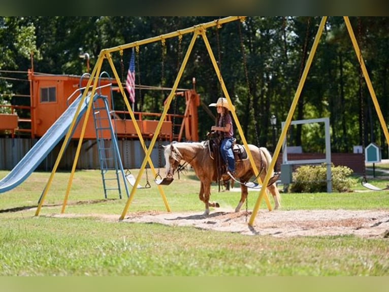 Quarter Pony Castrone 4 Anni Palomino in Bloomburg