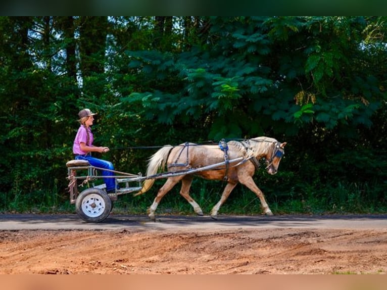 Quarter Pony Castrone 4 Anni Palomino in Bloomburg