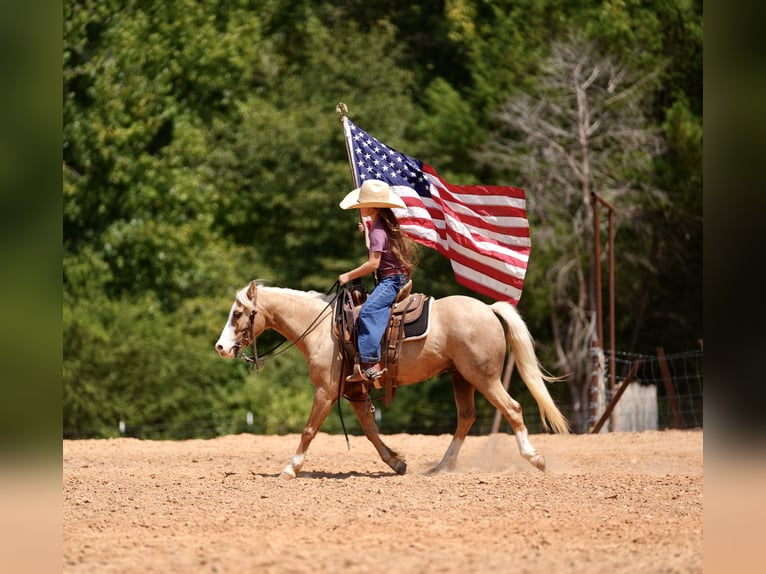 Quarter Pony Castrone 4 Anni Palomino in Bloomburg