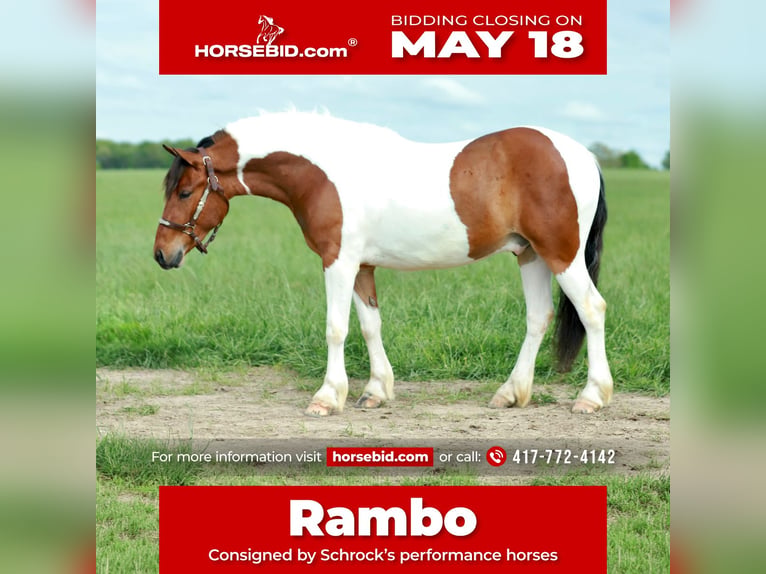 Quarter Pony Castrone 4 Anni Pezzato in Purdy, MO