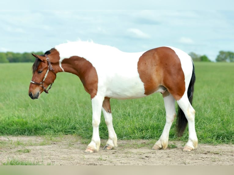 Quarter Pony Castrone 4 Anni Pezzato in Purdy, MO