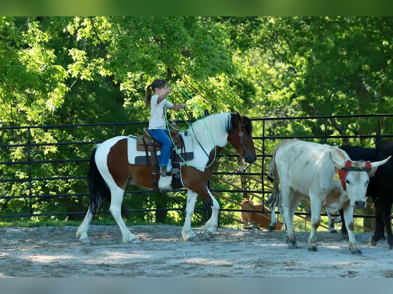 Quarter Pony Castrone 4 Anni Pezzato in Purdy