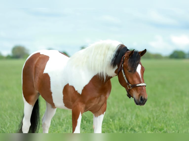Quarter Pony Castrone 4 Anni Pezzato in Purdy