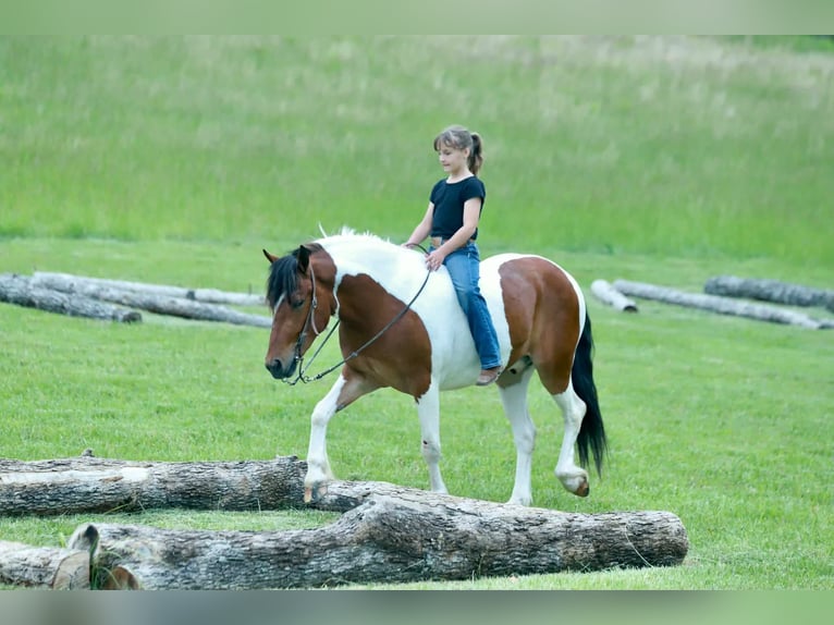 Quarter Pony Castrone 4 Anni Pezzato in Purdy