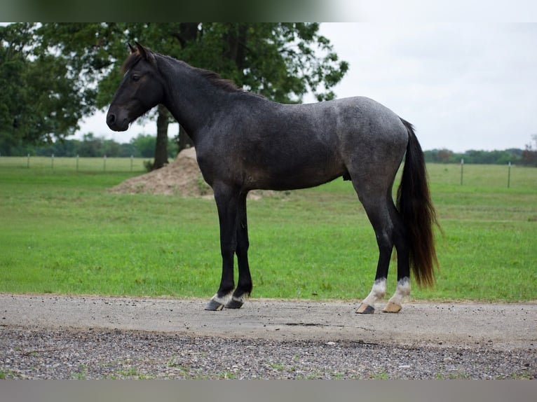 Quarter Pony Castrone 4 Anni Roano blu in Sulphur Springs
