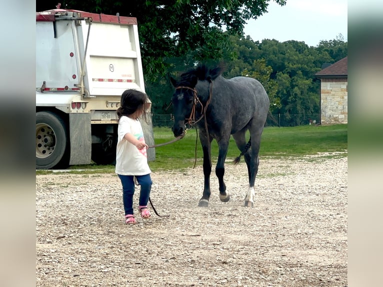 Quarter Pony Castrone 4 Anni Roano blu in Sulphur Springs