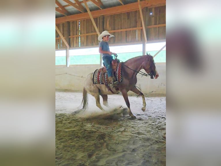 Quarter Pony Castrone 4 Anni Roano rosso in Baltic
