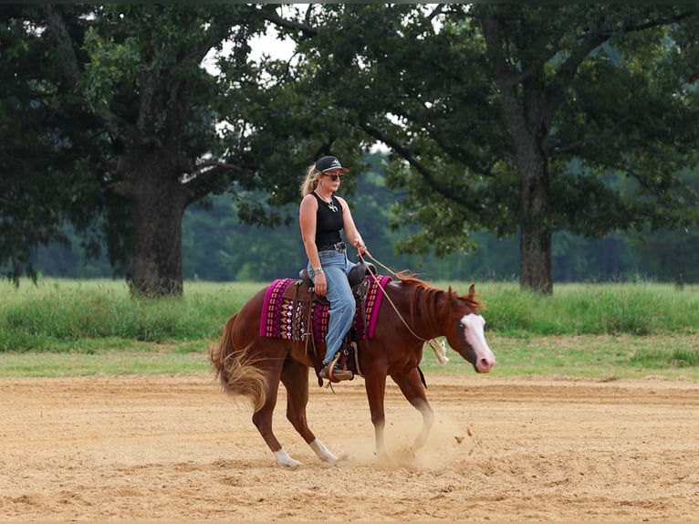 Quarter Pony Castrone 4 Anni Sauro ciliegia in Quitman