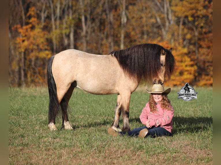 Quarter Pony Castrone 5 Anni 117 cm Pelle di daino in Mount Vernon