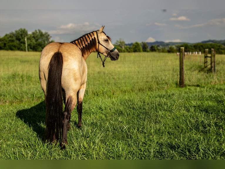 Quarter Pony Castrone 5 Anni 132 cm Pelle di daino in Pulaski