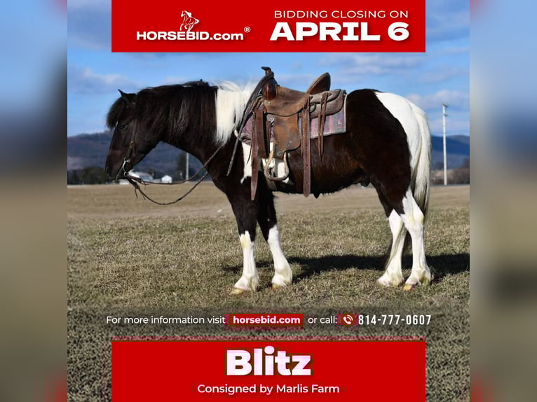 Quarter Pony Castrone 5 Anni 132 cm Pezzato in Rebersburg