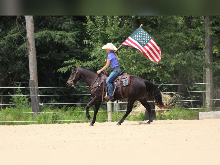 Quarter Pony Castrone 5 Anni 147 cm Morello in Clarion