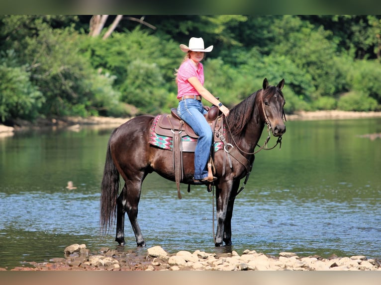 Quarter Pony Castrone 5 Anni 147 cm Morello in Clarion