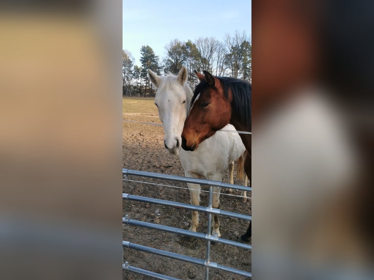 Quarter Pony Castrone 5 Anni 148 cm Baio in Templin