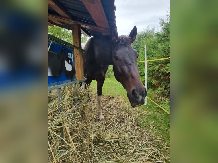 Quarter Pony Mix Castrone 5 Anni 154 cm Pezzato in Röblingen am See