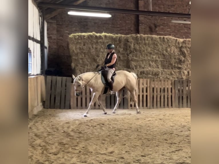 Quarter Pony Castrone 5 Anni 155 cm Palomino in Waltrop Quarter Pony Castrone 5 Anni 155 cm Palomino in Waltrop