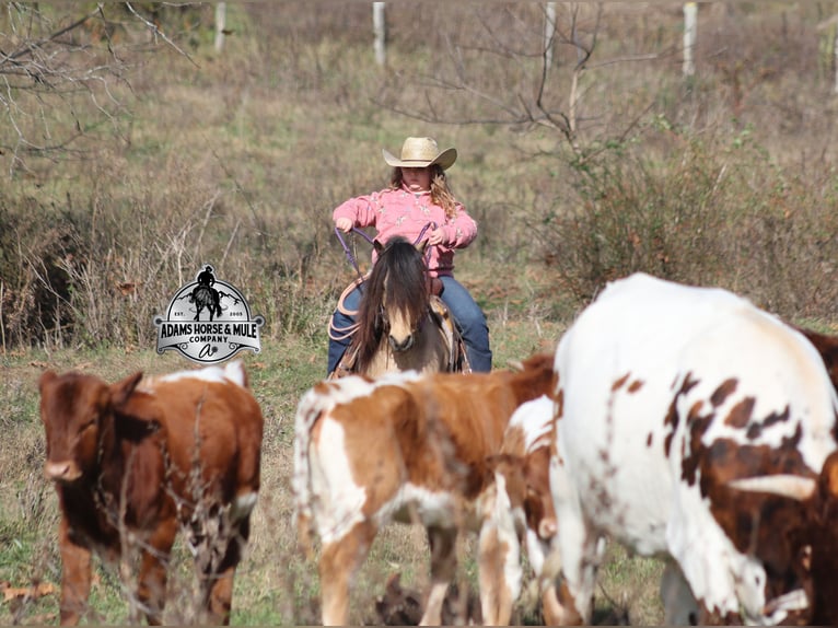 Quarter Pony Castrone 5 Anni Pelle di daino in Mount Vernon