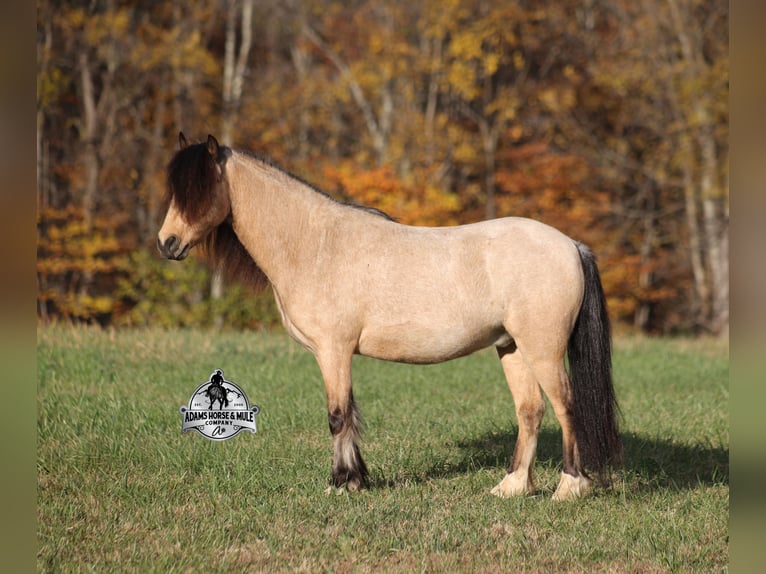 Quarter Pony Castrone 5 Anni Pelle di daino in Mount Vernon