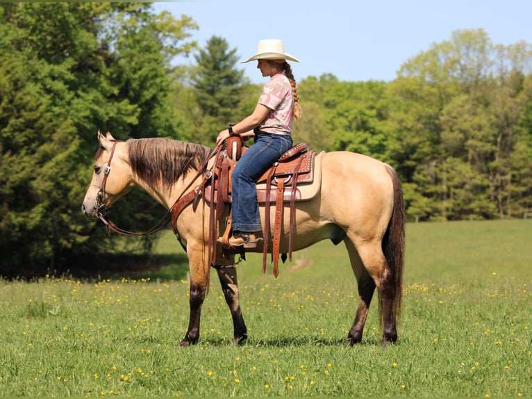 Quarter Pony Castrone 5 Anni Pelle di daino in Clarion