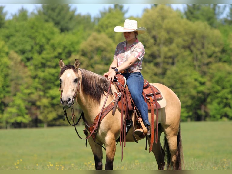 Quarter Pony Castrone 5 Anni Pelle di daino in Clarion