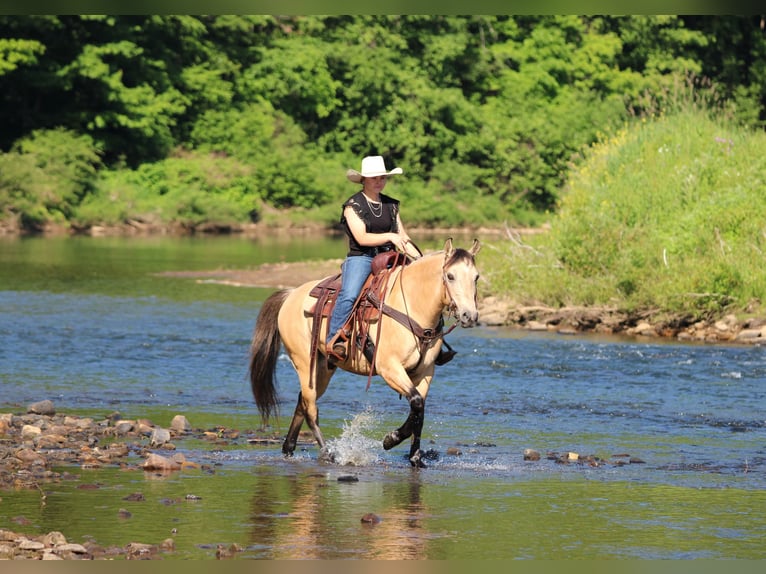 Quarter Pony Castrone 5 Anni Pelle di daino in Clarion